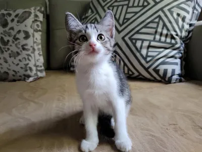 (Очаровательные котятки ищут любящий дом) 1