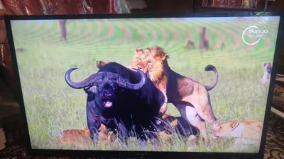 SONY televizori sotiladi 1
