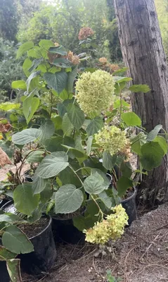 Gartenziya kochatlar bor 1