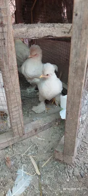 Yapon tovuq, xoʻroz sotiladi 1