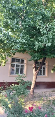 9 xonali hovli sotiladi 1