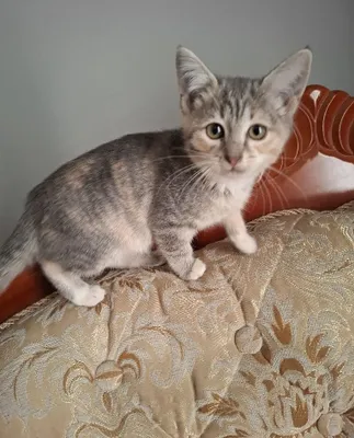 Котёнок 3 месяца родился 30 июня 1