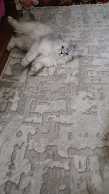 shinshila mushuk zotdor 1