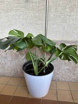 Monstera va difenbahiya 1