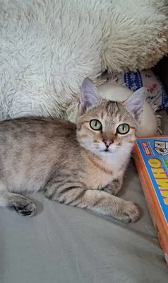 Chudo oila izlamoqda! 1