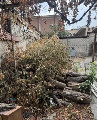 Есть дрова, дерево 1