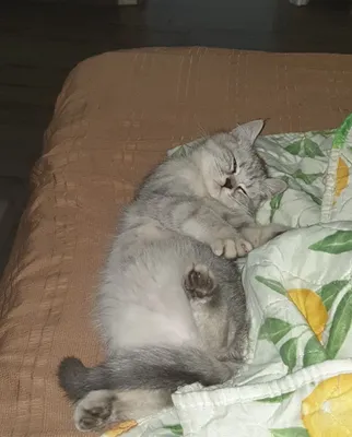 Yaxshi qo‘llarga shinchilla mushuk 1