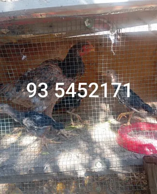 Tovuq jojalari bilan sotiladi 1