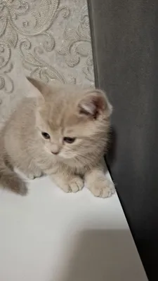 Yuliya Menshova porno sayt Toplarni ovlash video