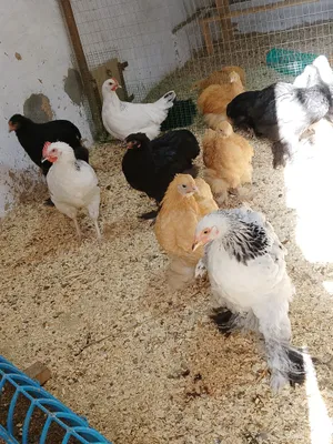 Продаются цыплята и яйца кур породы брама 7
