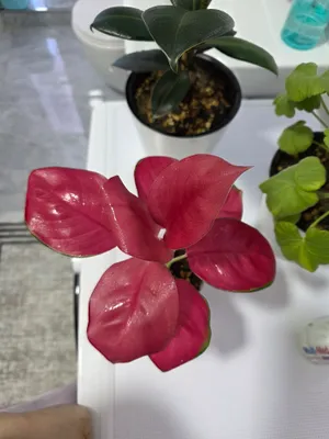 Аглаонема Red Joy 1