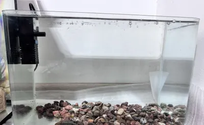 12–15 litrli akvarium (zavodda ishlab chiqarilgan oval shaklli) + 20 ta chavoq 1