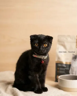 Шотландская вислоухая (Scottish Fold) 1