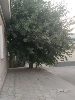 Тутовое дерево 1