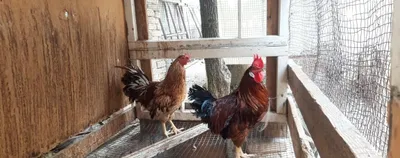 Xuroz sotaman. Продам петухов. 1