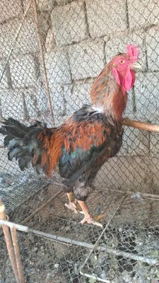 Holi dukhtari tojik dar dubay video seks Beloretsk dan porno