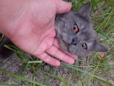 Продаётся домашняя кошка 1