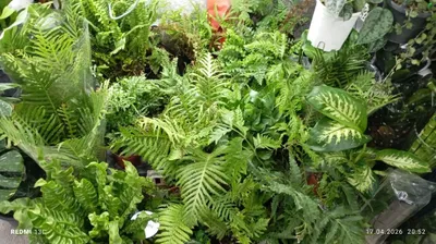 Asplenium paporotnigi 1