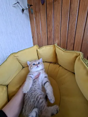 Sveta Bukina bilan jinsiy aloqa onlayn