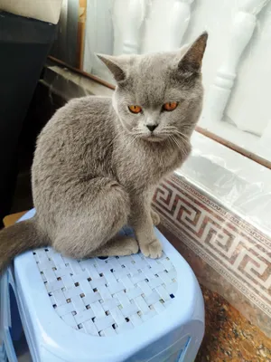 Yaxshi mushuk soğlom erkak 1