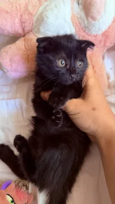Чистокровные шотландские вислоухие котята, 1,5 месяца 1