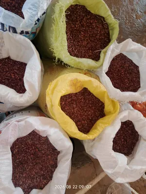 Qizil loviya sotiladi 1