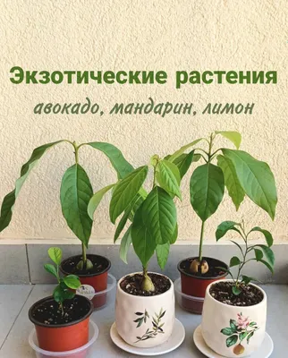 Экзотические растения в горшках: саженцы авокадо, лимон, мандарин 1