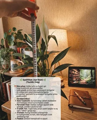 gul sotiladi Lily ayol baxti tabiy gul ofis uchun gullar 1