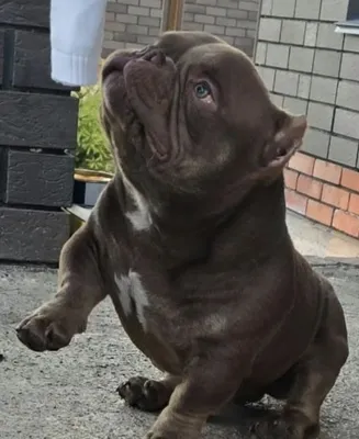 American Bully nano