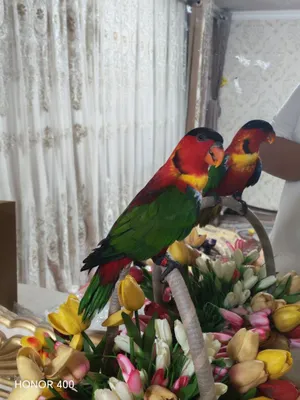Ручной говорящий лорикет, самец, 4 года, есть ДНК, много игрушек 1