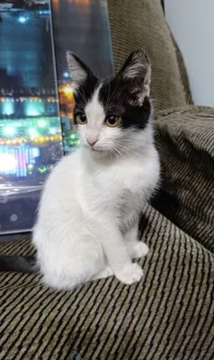 Котенок в добрые руки