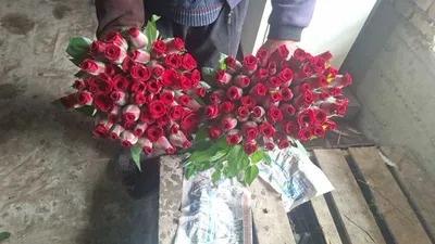 Atirgul роза Sotiladi Optom Navoiydan Barcha viloyatlarga dostavka bor 1