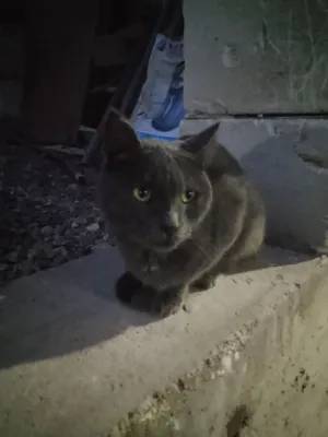 Продаётся шотландский котёнок, мальчик, 5 месяцев