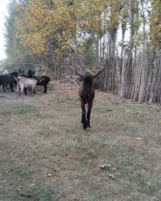 Продаётся альпийский козёл 1