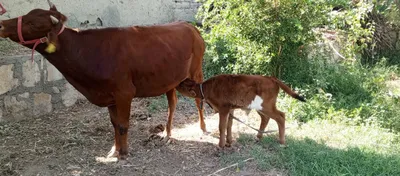Ona bola sigir sotiladi 1