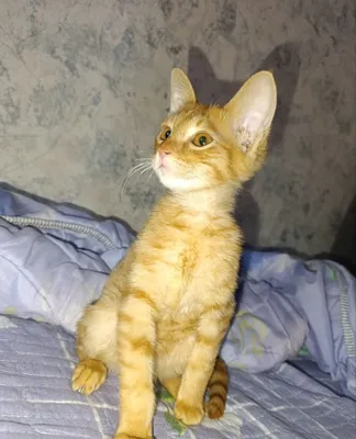 Котята в подарок 1