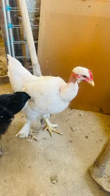 Golosheykalar 4.5 oylik 1