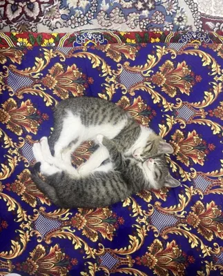Котята 1