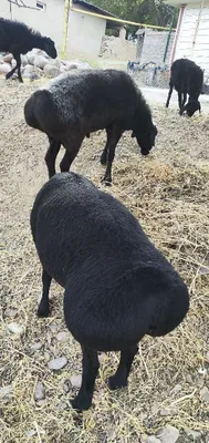 2 барана гиссарской породы 1