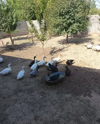 Voyaga yetgan o‘rdaklar sotiladi 1