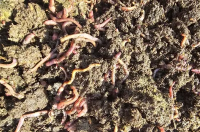 Biogomus va Kaliforniya yomgʻir chuvalchangi sotiladi 1