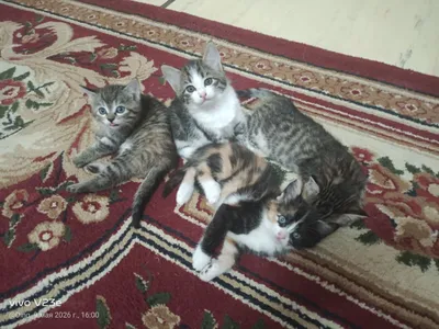 Mehr uchun uyda boqilgan mushukchalar