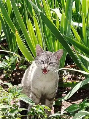 Отдам даром кота 1