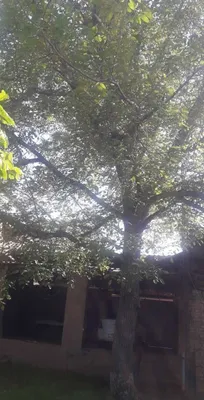 дерево в внутри дома греческих орёх 1