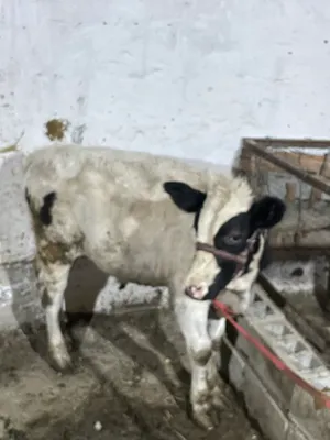 Продаётся корова с телёнком 2