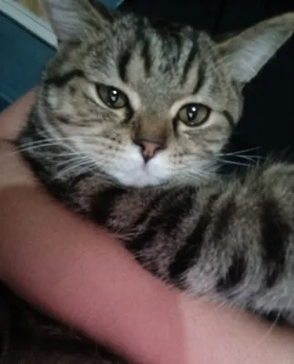 Отдам бесплатно котика