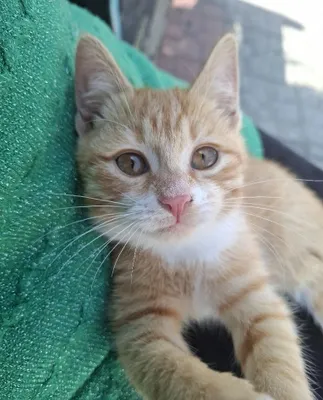 «Ryzhik» mushukchasi, 3 oylik, uy mushugi 1
