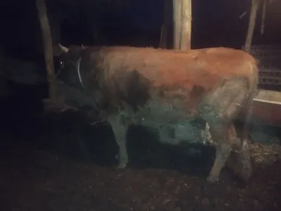 Buqa sotiladi 27 milyon 1