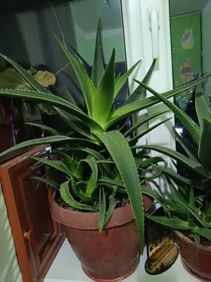 Katta aloe gullari 1