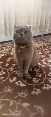 Продаются породистые котята 1
